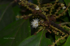 Symplocos cochinchinensis subsp. laurina